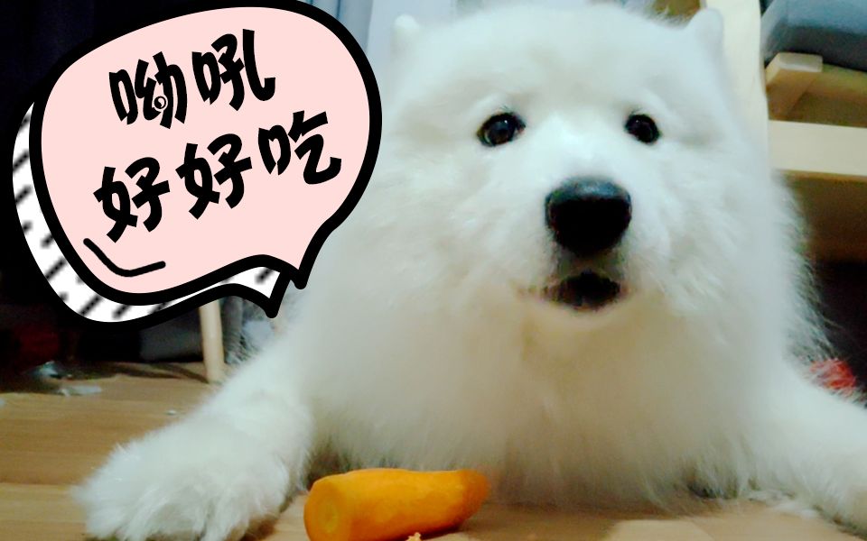 活动作品萨摩银时宠物吃播小可爱上线了和银时一起吃胡萝卜