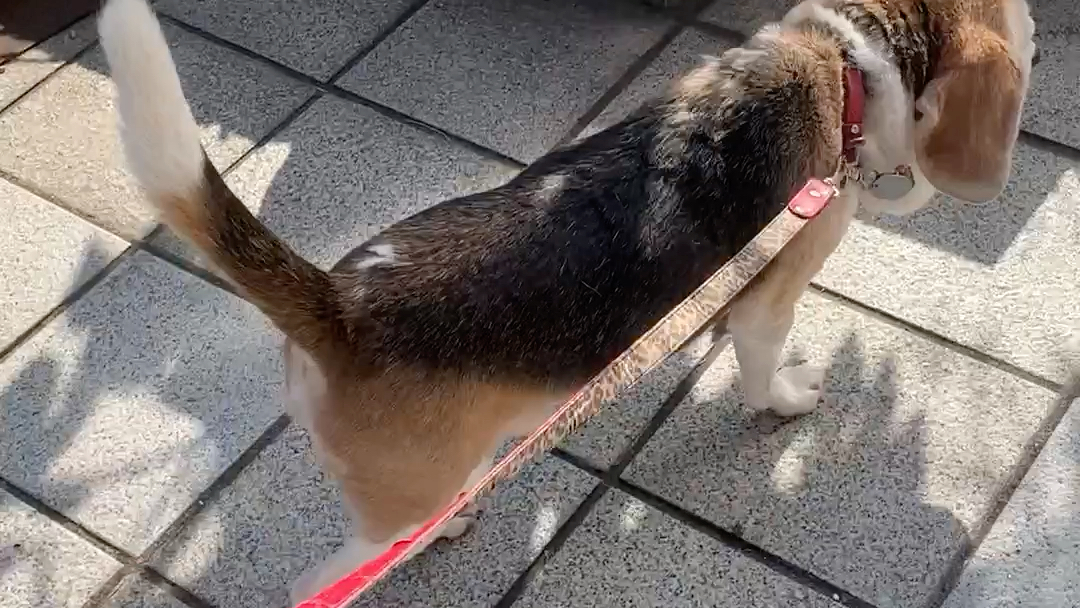 他的名字叫 pooh