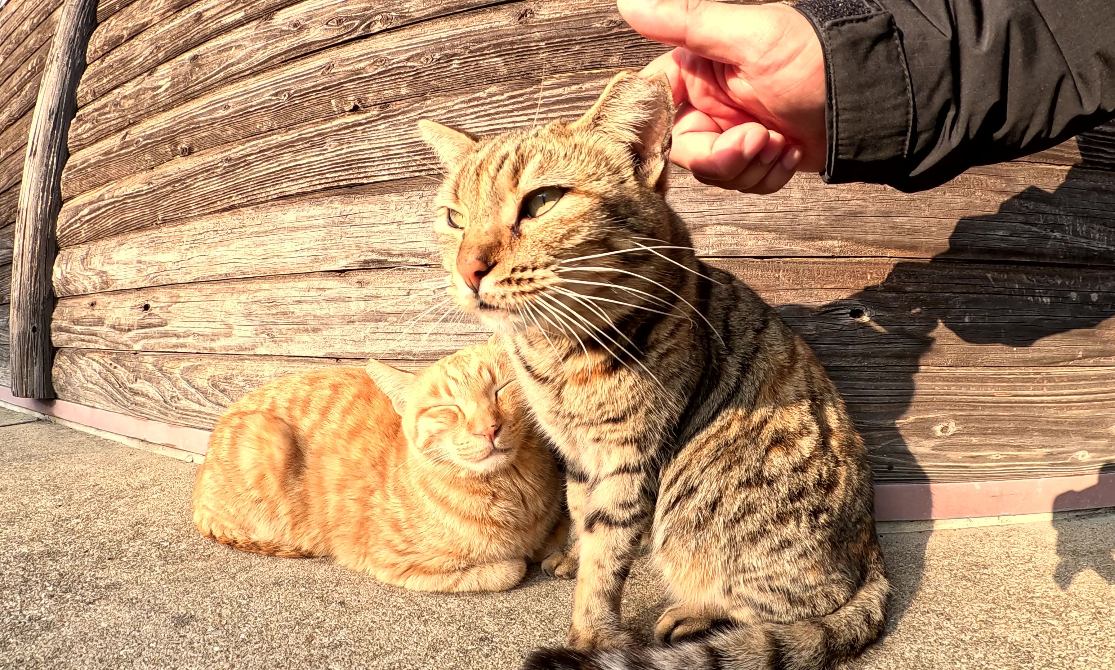 豹纹猫舔虎斑猫并修剪它的皮毛
