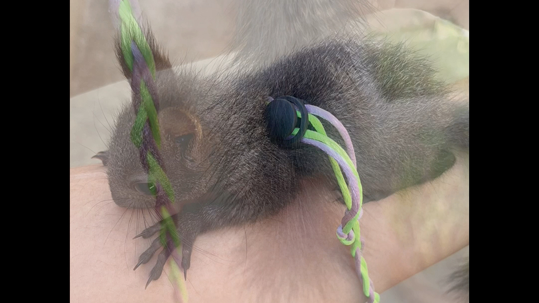 包邮包活包建康,种类齐全(雪地 魔王 红腹 黄山 红腹 变异 金花松鼠 )