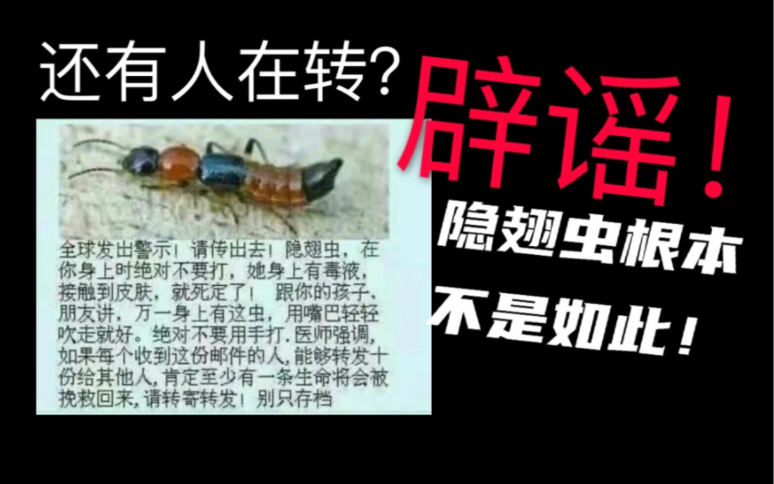 [图]【鞘翅目系列15】隐翅虫剧毒致命？辟谣！应对隐翅虫的正确姿势在这里！隐翅虫的真实身份竟然是……鞘翅目系列第十五期：隐翅虫科