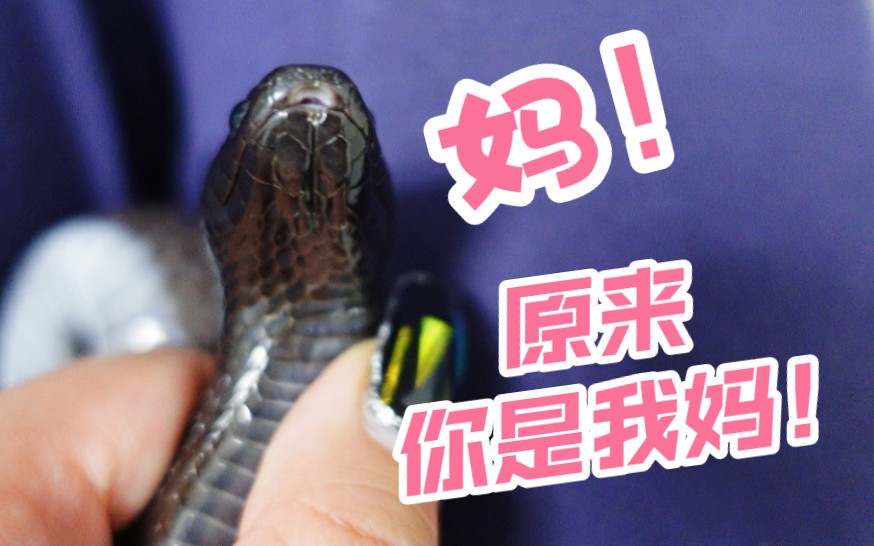 失忆了半年的黑王 终于认出我了!_哔哩哔哩_bilibili