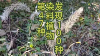 Descargar video: 发现100种染料植物，第47种