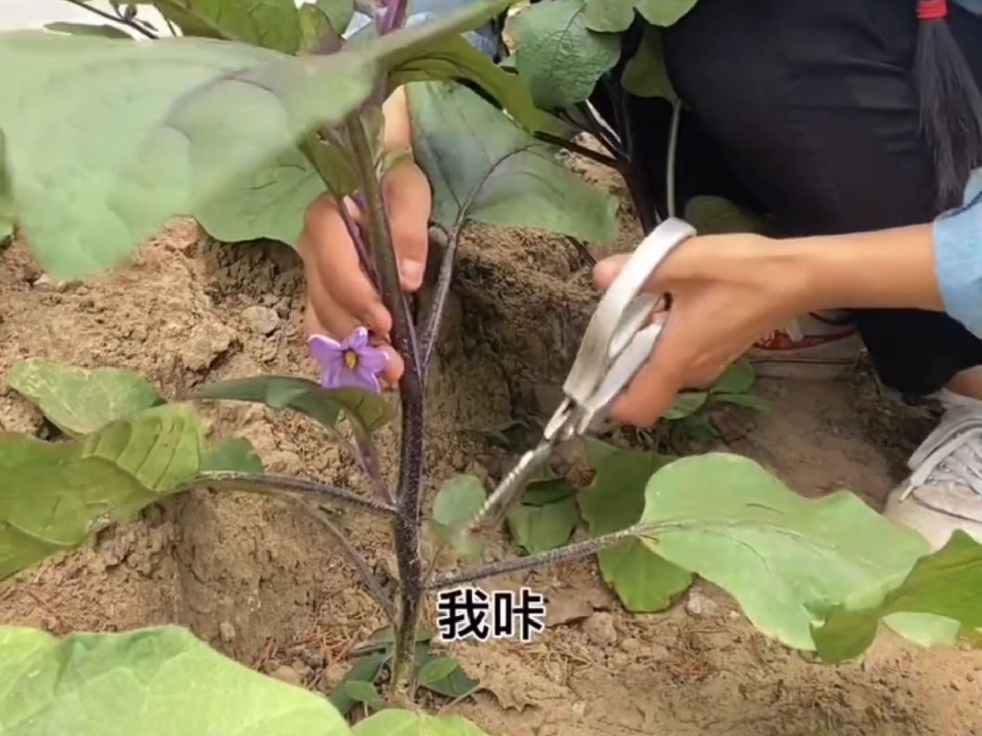 茄子整枝打杈,茄子种植技巧