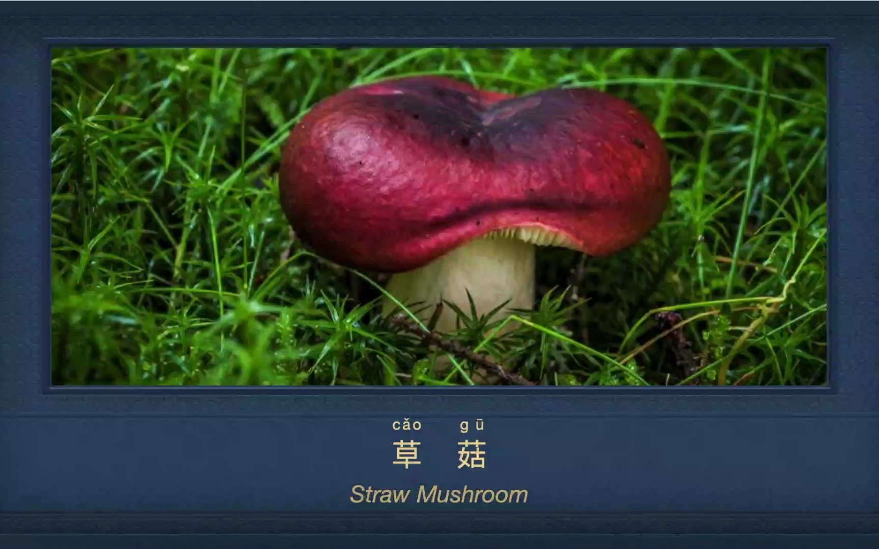 mushroom:straw mushroom, 菌菇类:草菇