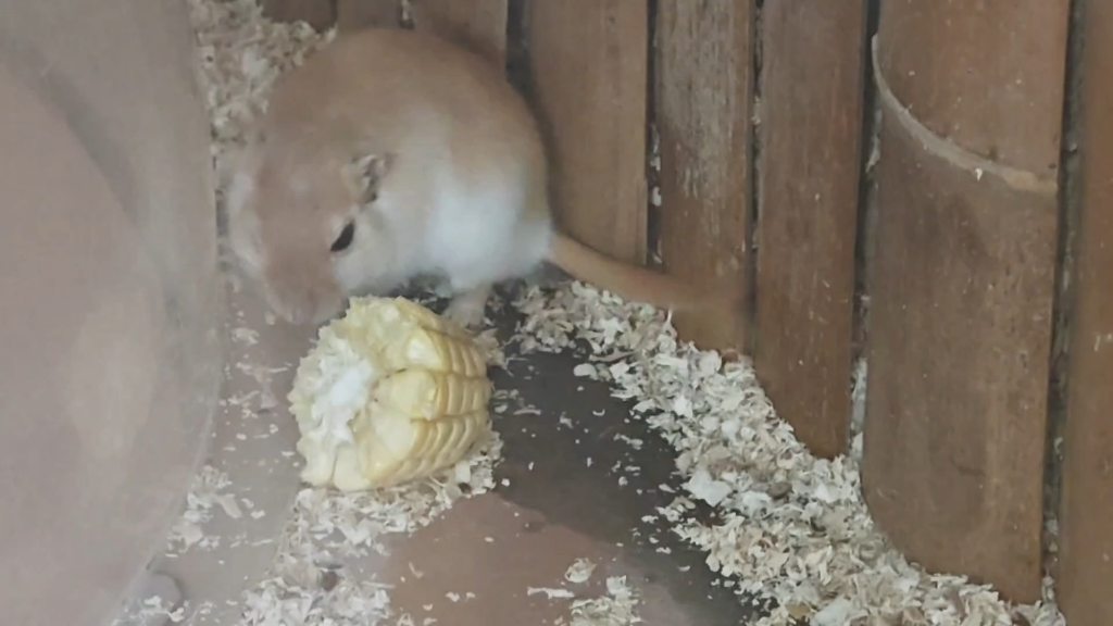 北京动物园科普馆的蒙古沙鼠