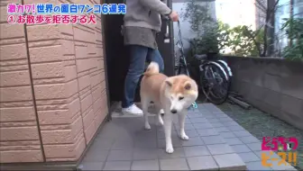 动物块10 24 哔哩哔哩 Bilibili