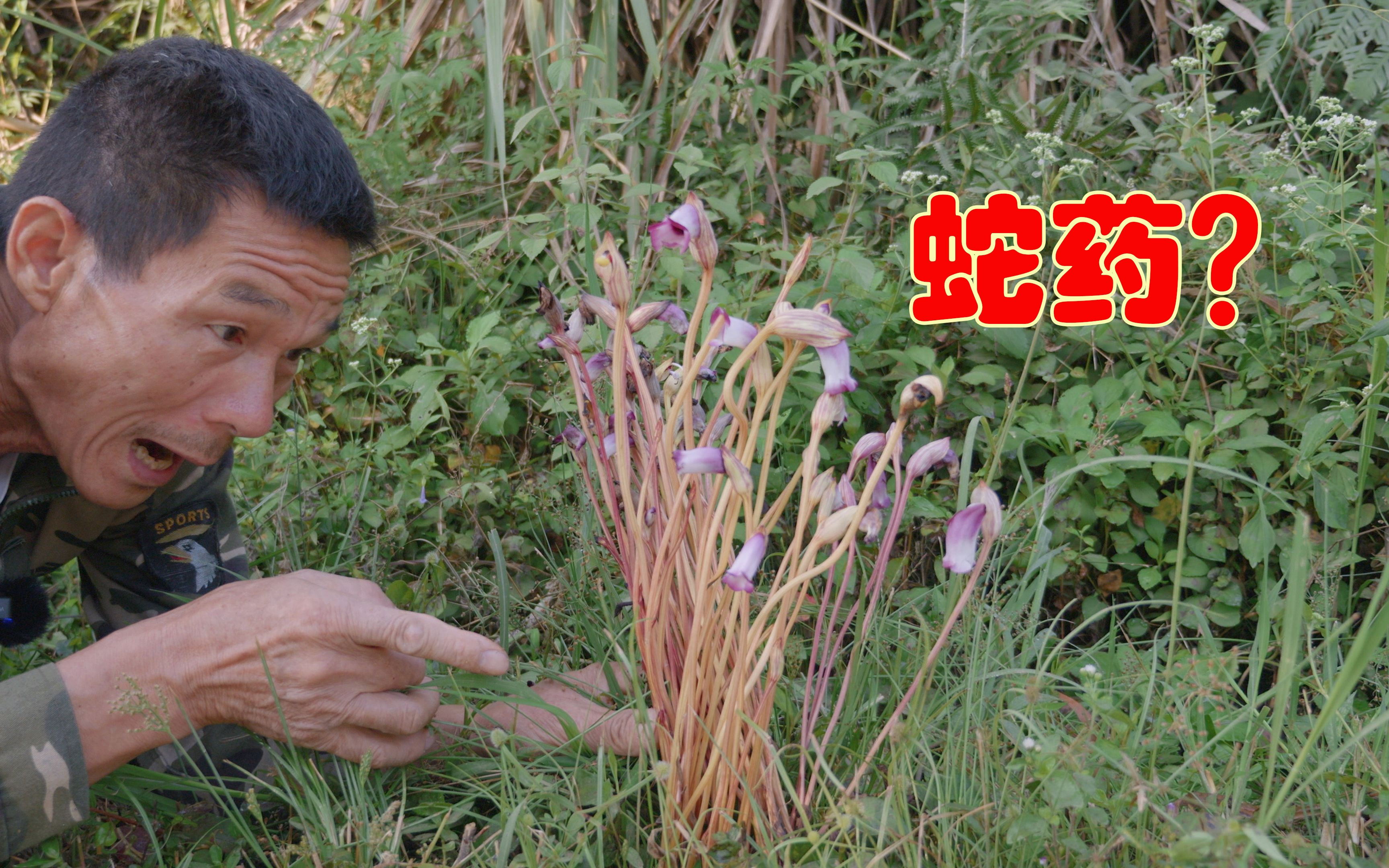 原来这种不起眼的“野花”作用这么大?农村人们都叫它“土灵芝”哔哩哔哩bilibili