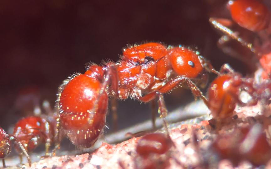 【红胡须蚁】超级预警!