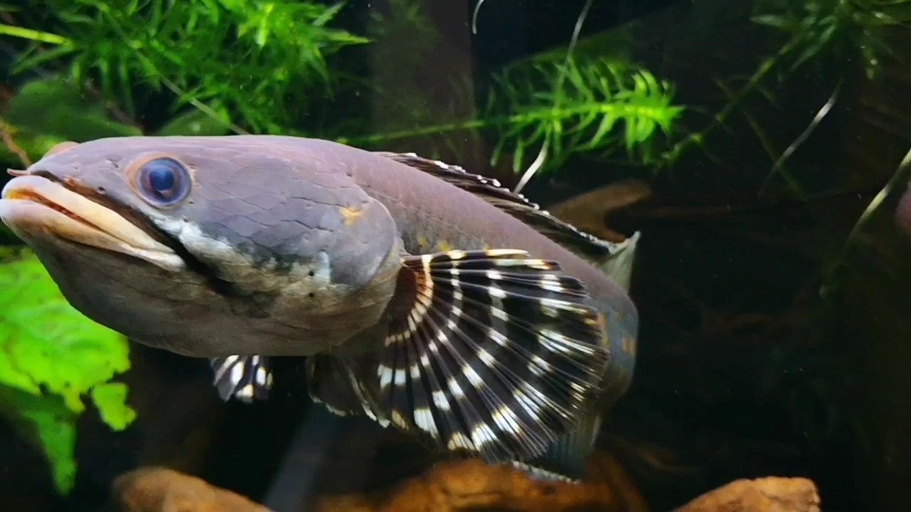 台湾老哥的幻彩红宝石雷龙