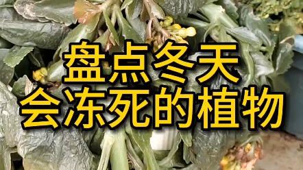 盘点冬天会冻死的植物哔哩哔哩bilibili