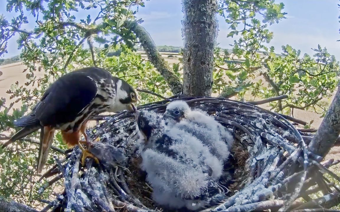 燕隼育雏,幼鸟:这肉真特么好吃