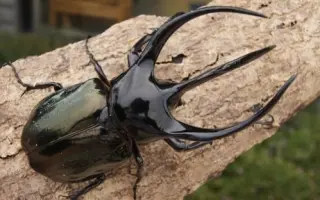 南洋大兜 搜索结果 哔哩哔哩 Bilibili