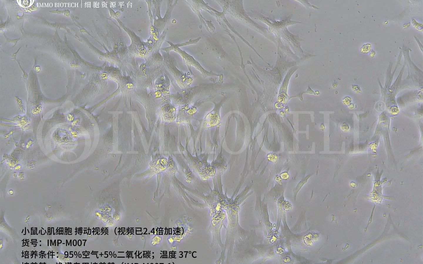 逸漠生物小鼠心肌细胞博动视频哔哩哔哩bilibili