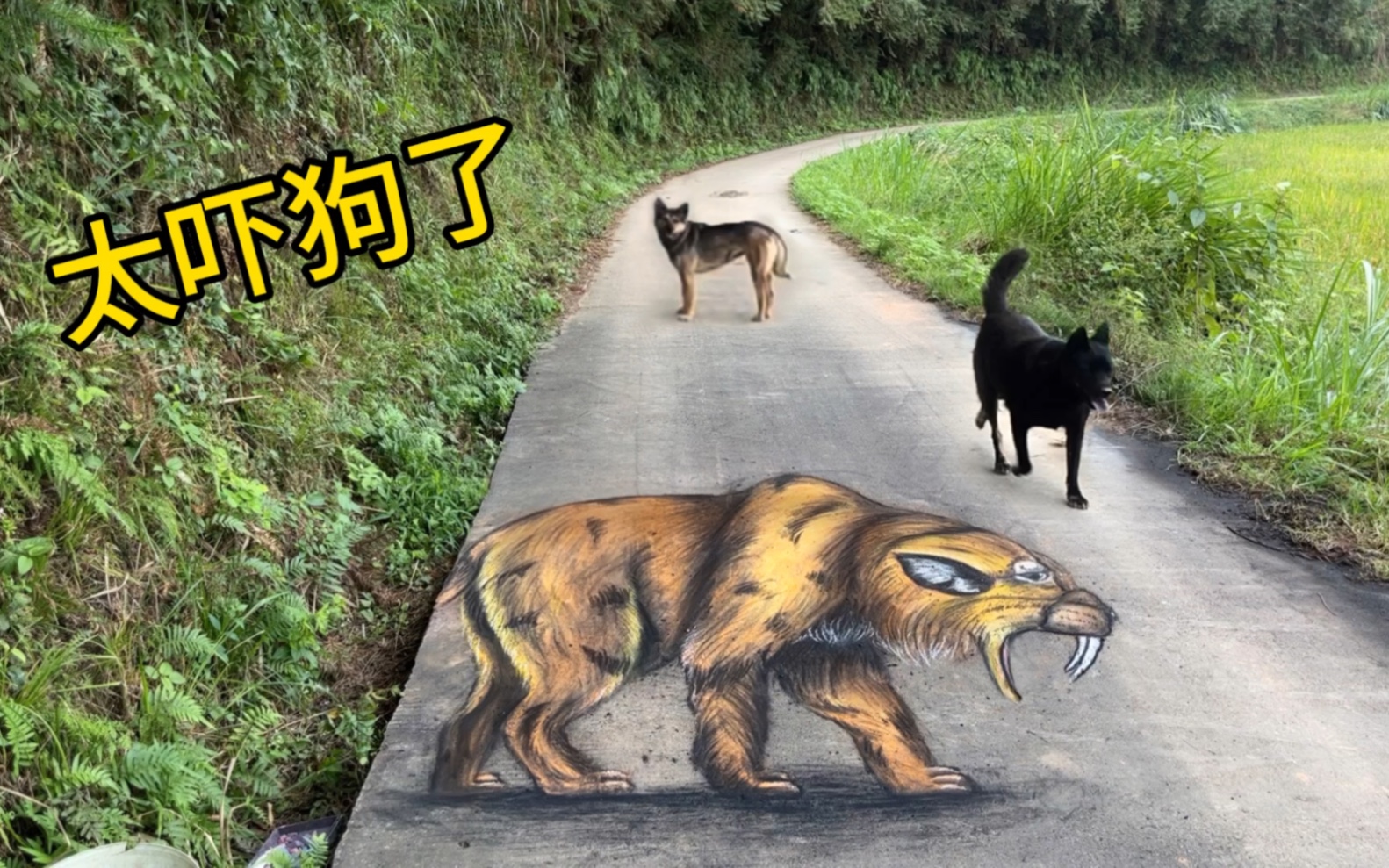 在马路上画个剑齿虎,狗看到会有啥反应呢?