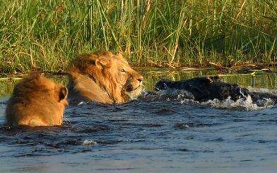【视频合集】尼罗鳄水中袭击狮子的几场实拍