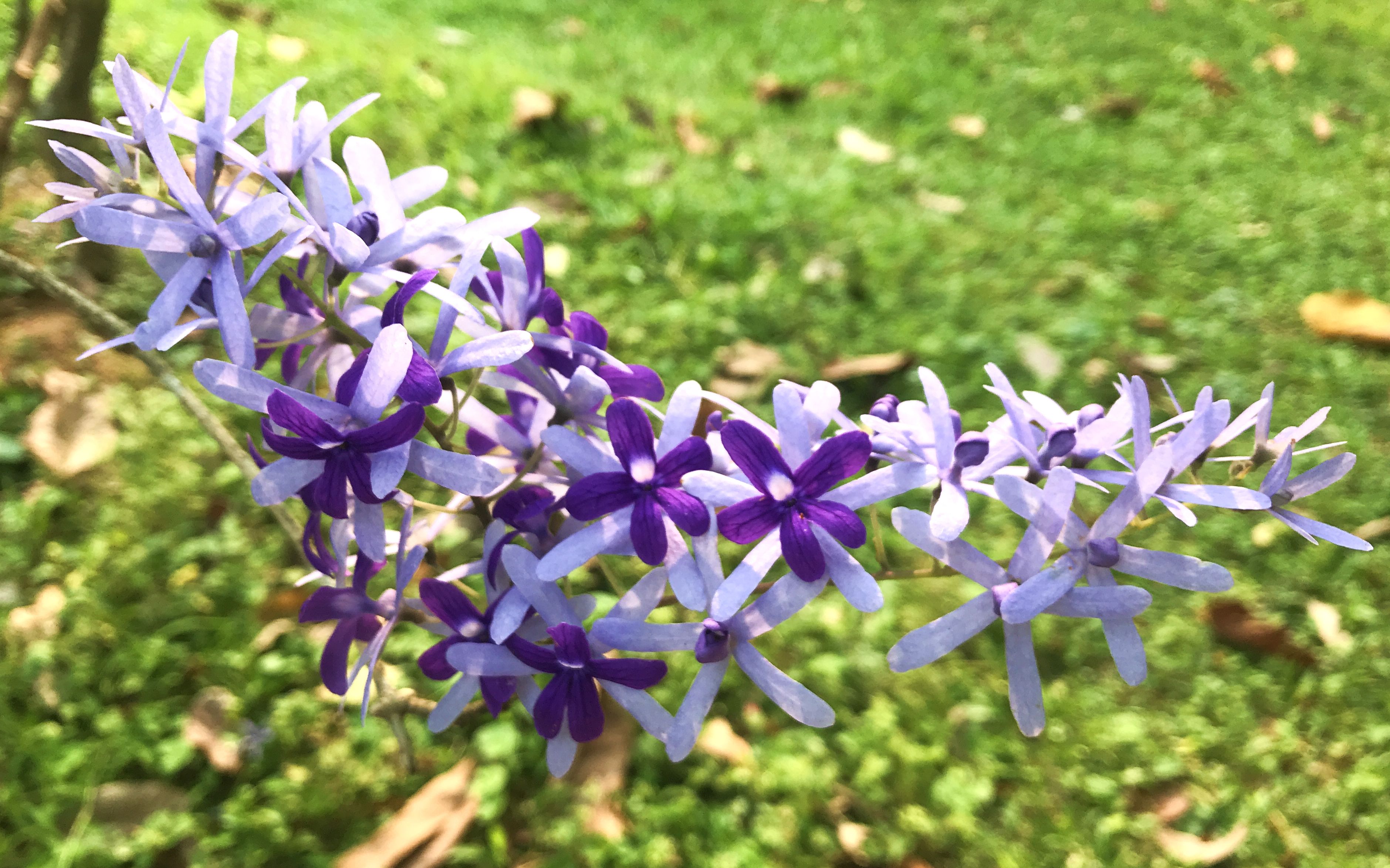 蓝花藤|蓝紫色的浪漫