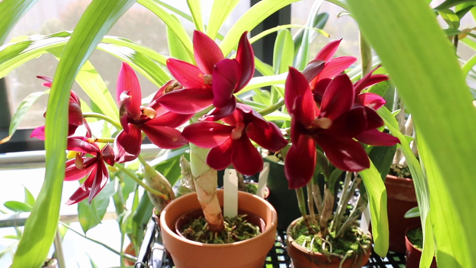 香味奇特的红天鹅兰开花了(cycnodes wine delight jem)fcc/aos