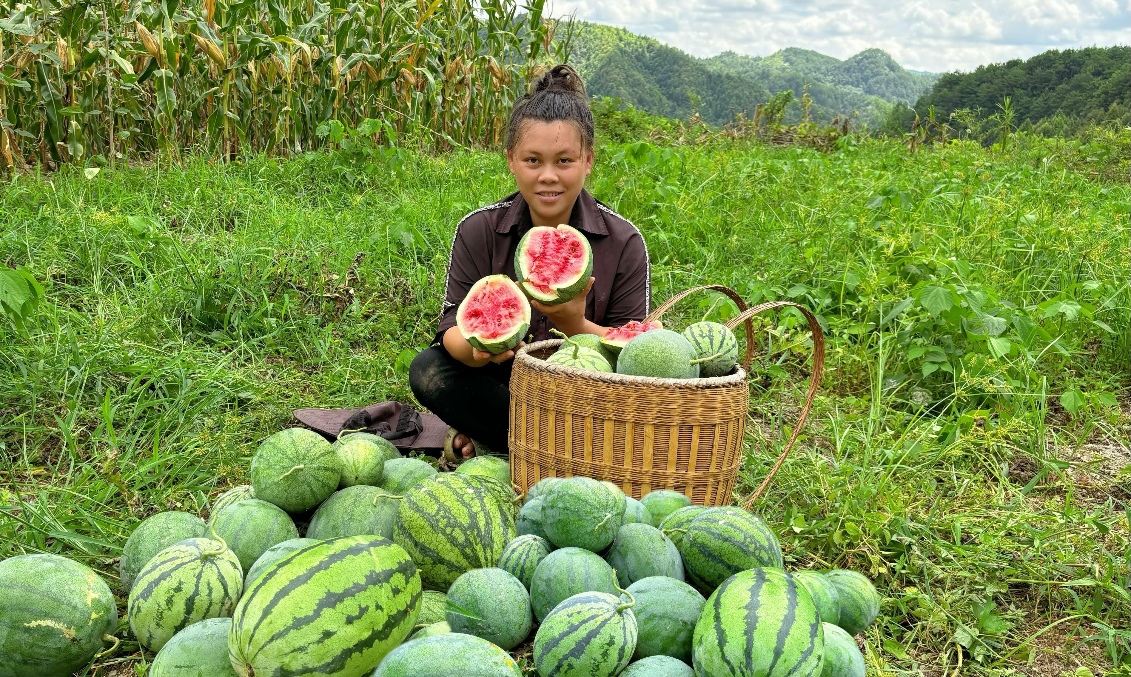 今天把地里的西瓜全都摘回家