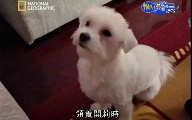 [图]【Dog Whisper】狗语者，一只狗养不好，所以我养了3条