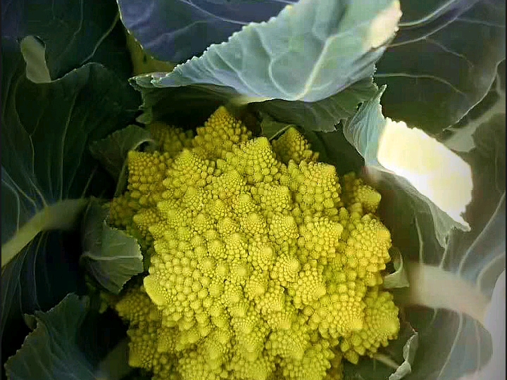 叶县水果礼盒、水果集装箱、水果配送/中牟县水果蔬菜、水果礼盒、特色蔬菜集装箱配送/开封市食堂蔬菜配送/许昌市蔬菜水果礼盒批发团购/哔哩哔哩bilibili