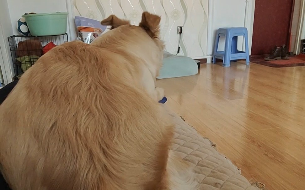 关于我家狗突然拿起拖鞋给我一嘴巴子这件事