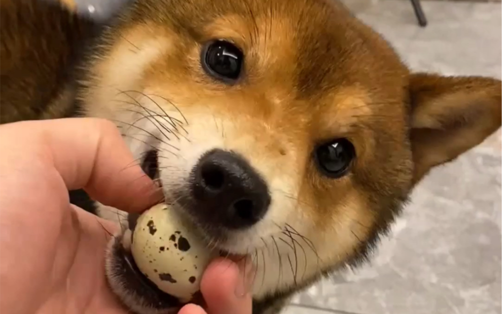 狗子面对鹌鹑蛋会小心看管吗?