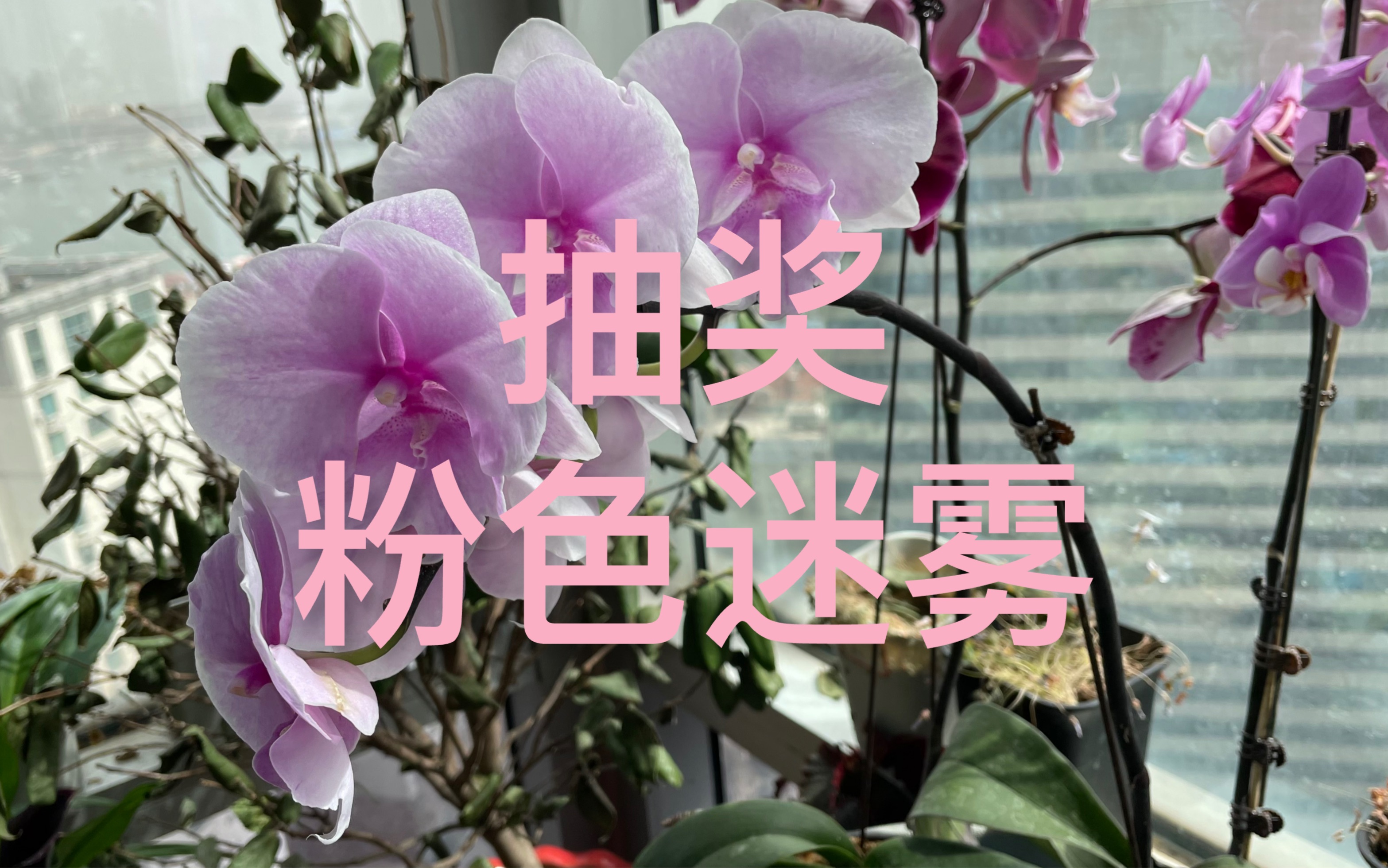 [图]抽奖蝴蝶兰：粉色迷雾。单花箭，第二年开花。粉色大舌头。不爱了。学会了放弃。