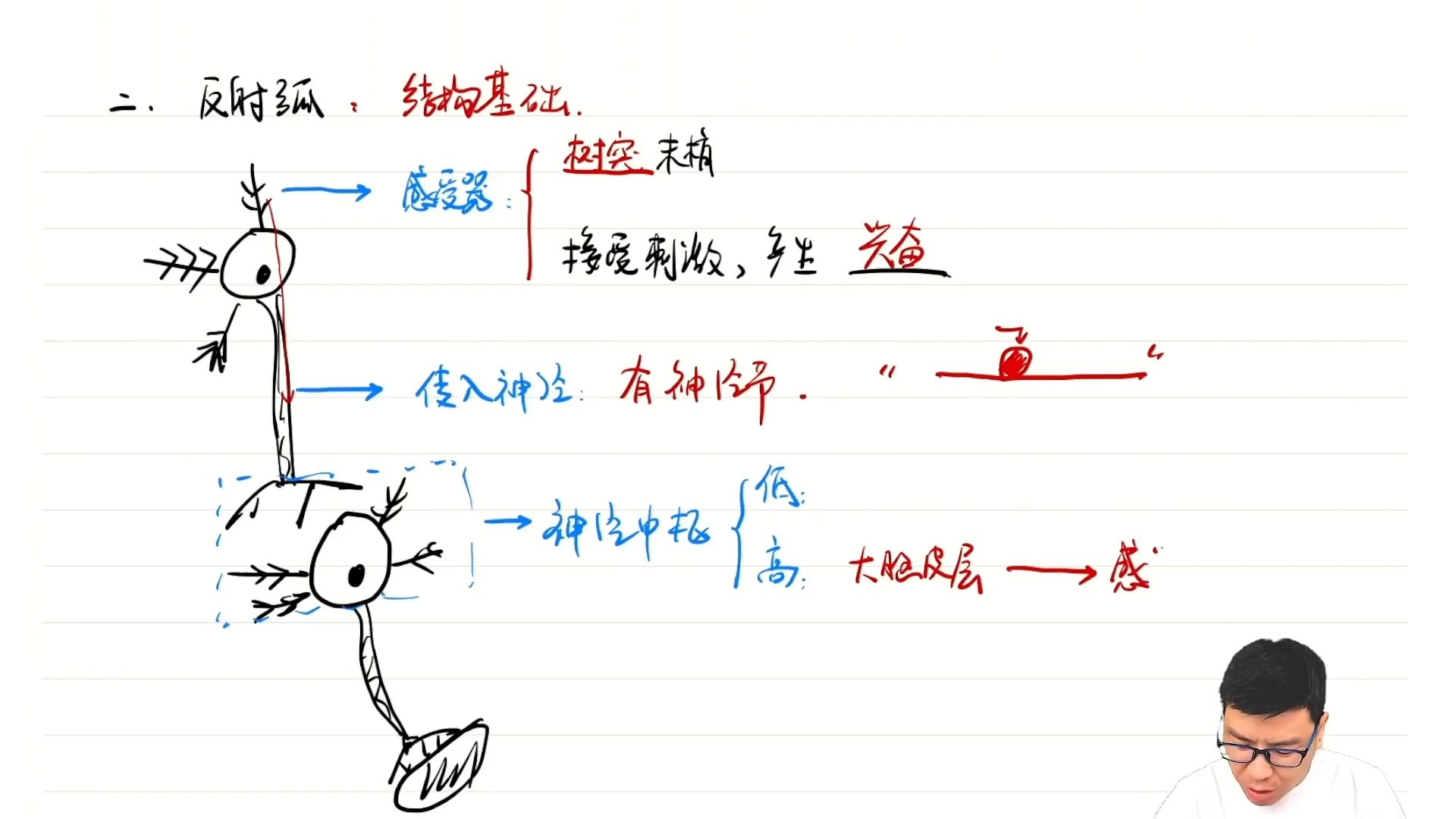 11.2.2 反射与反射弧