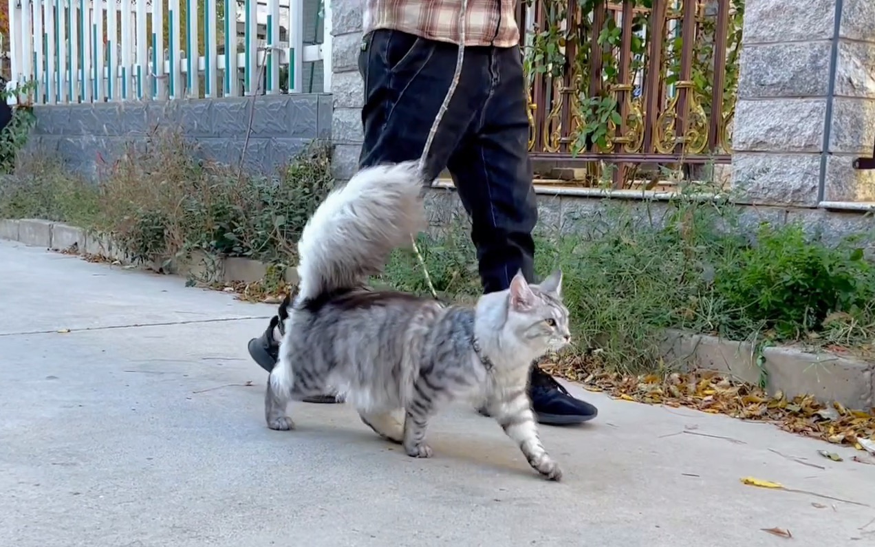 遛猫,缅因主动融入狗圈玩耍!