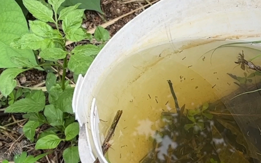 孑孓 雨后路边积水桶里的浮游生物 讨人厌的蚊子幼虫 城市生物多样性观察日记 我的物候学式人间记录哔哩哔哩bilibili