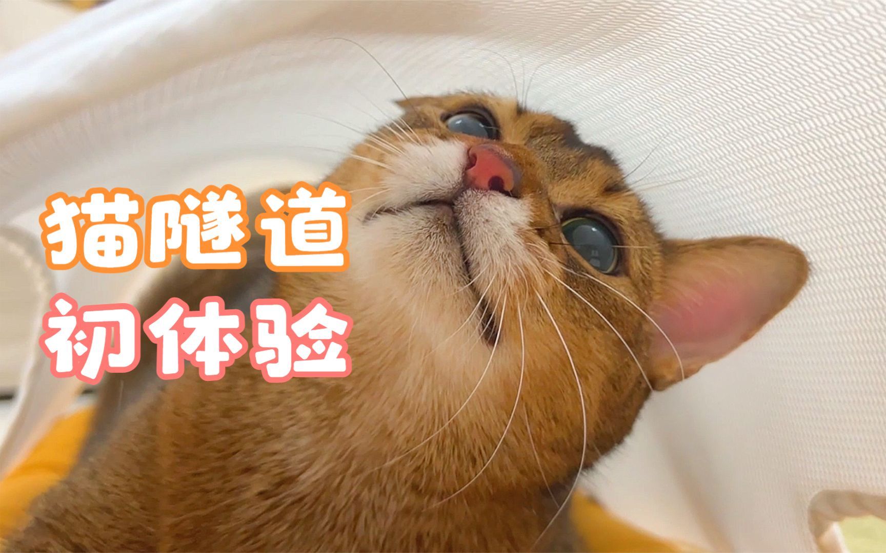 没有一只小猫咪会拒绝猫隧道!哔哩哔哩bilibili