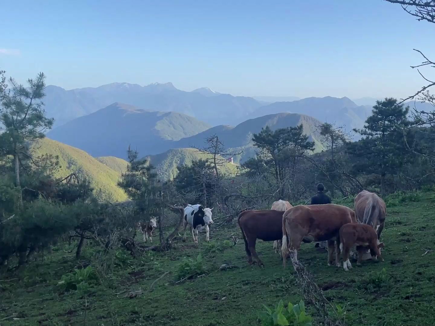 山里放牛场景,风景太美了