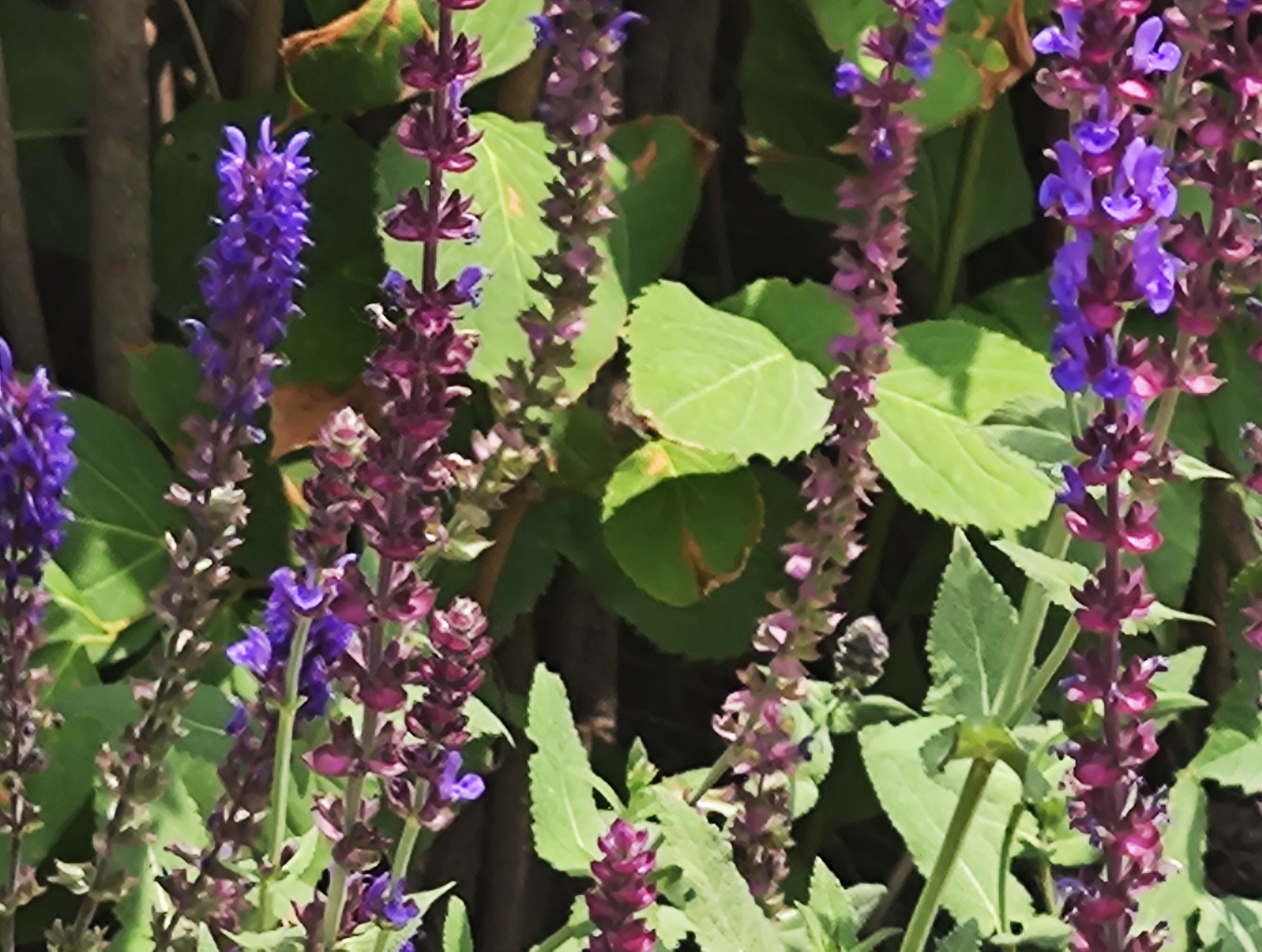 路边紫色小花花