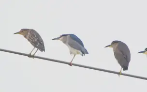 Скачать видео: 【行为图鉴】夜鹭 一家人最重要齐齐整整