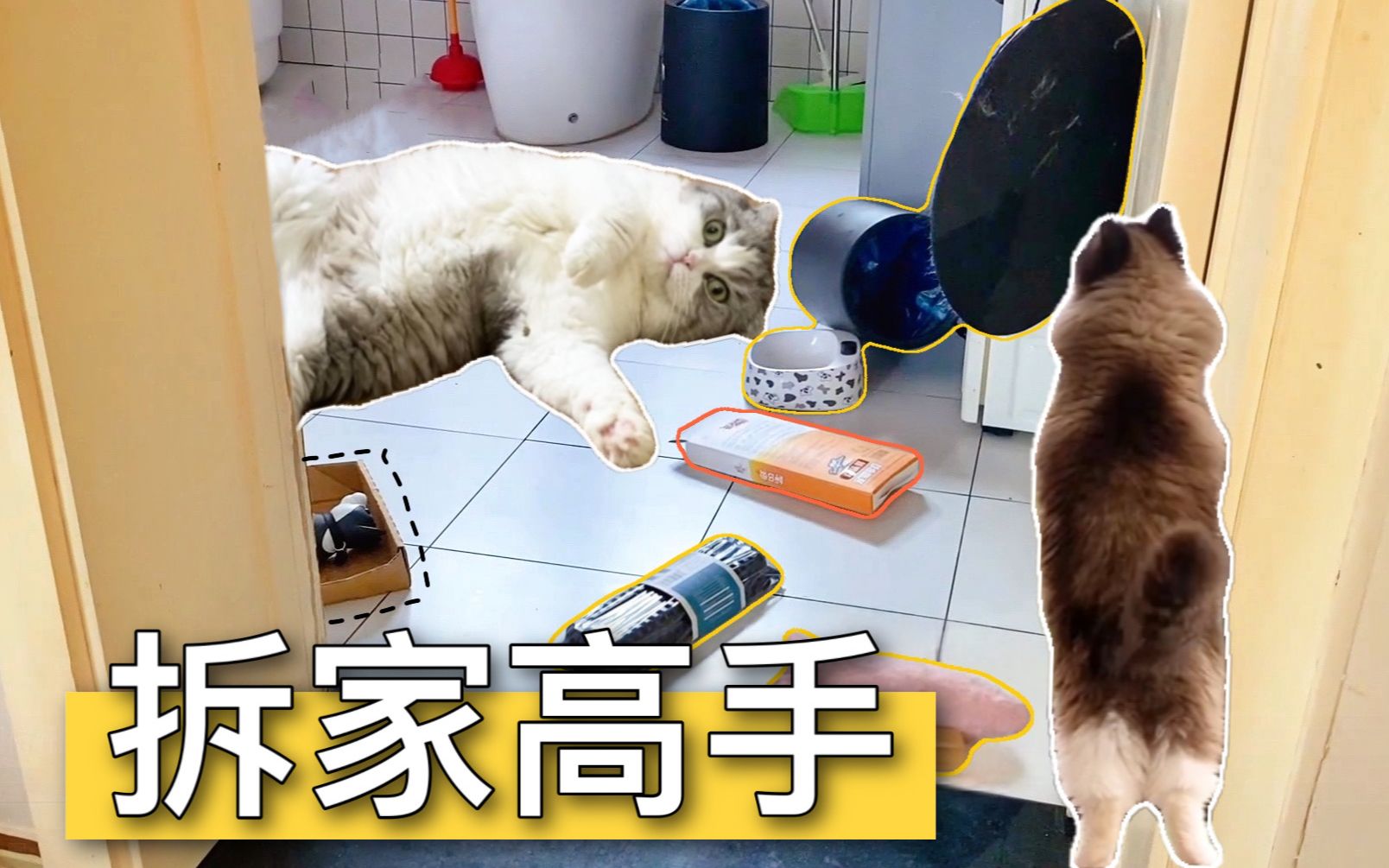 [图]把15只猫独自留在家4天会怎样？打开门瞬间，我被“感动”哭了