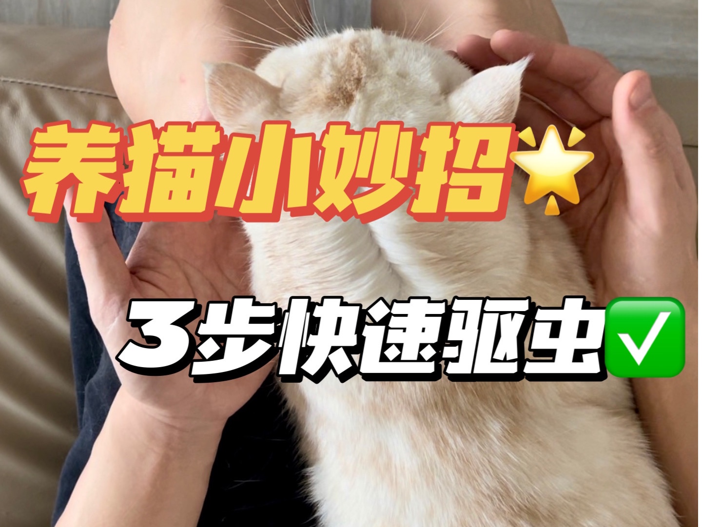 给猫驱虫小妙招哔哩哔哩bilibili