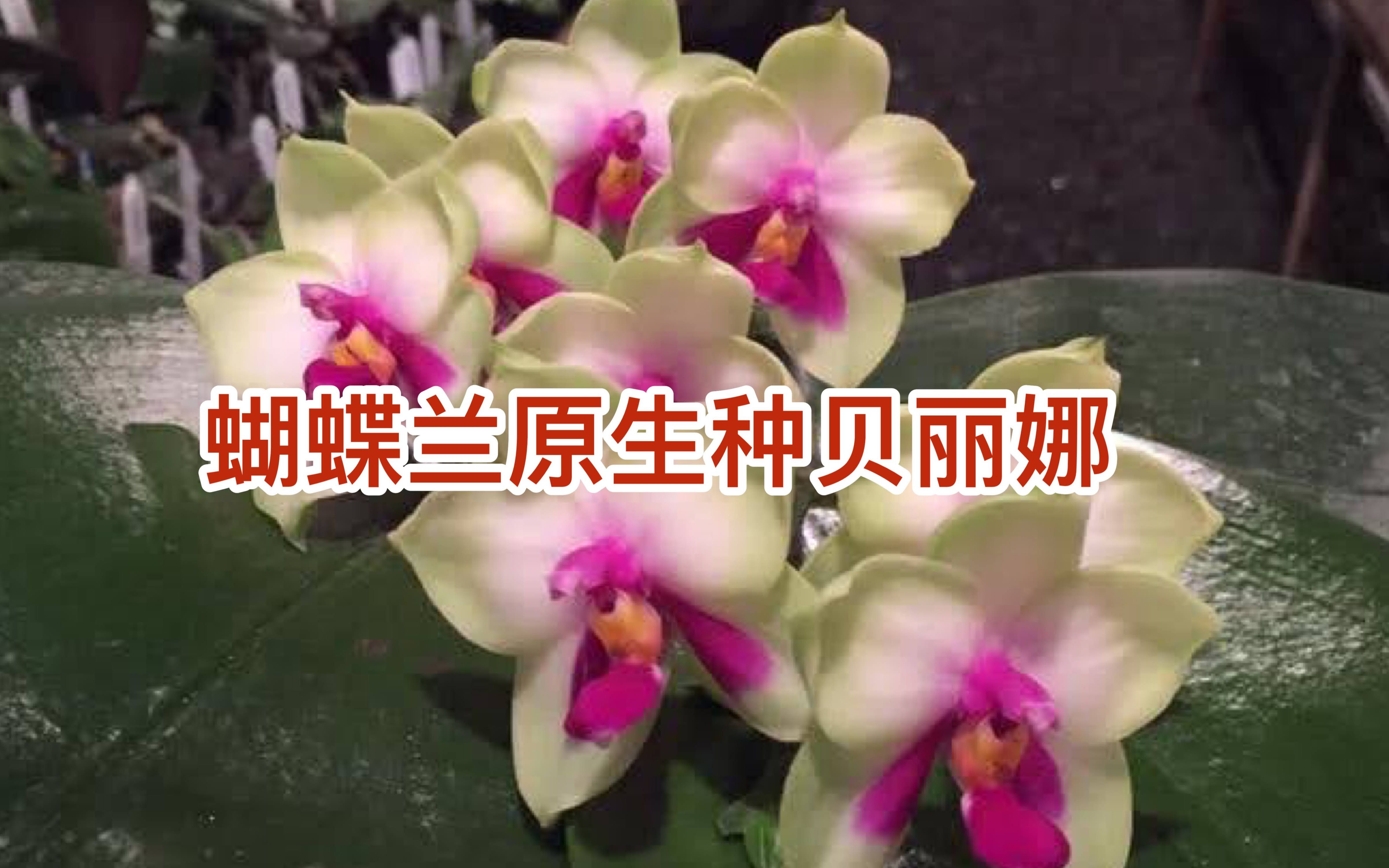 蝴蝶兰的故事  原生种贝丽娜 Phalaenopsis bellina哔哩哔哩bilibili