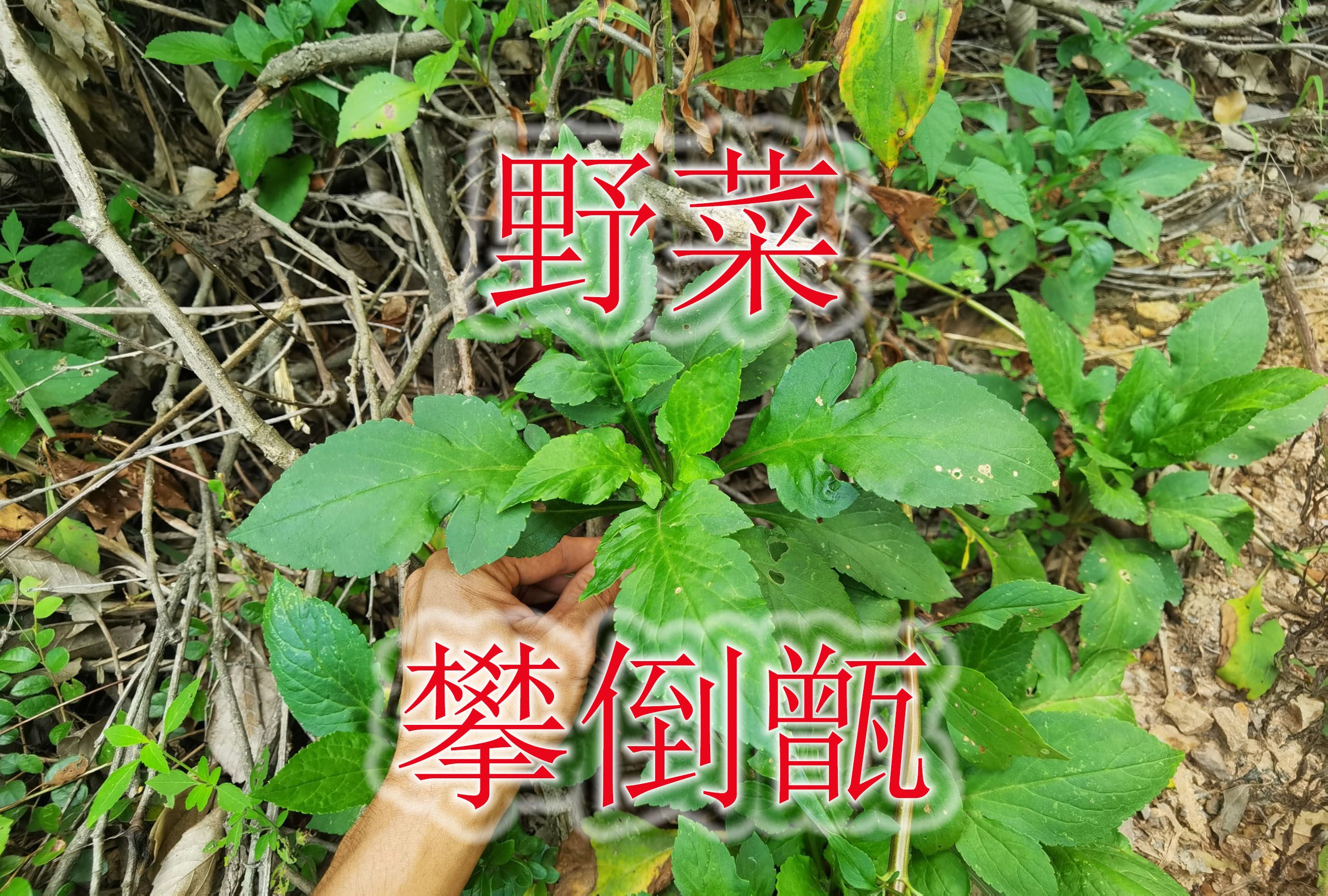 农村常见野菜“攀倒甑”,始载于“神农本草经”,用作农药与栲胶哔哩哔哩bilibili