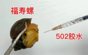 Tải video: 把502胶水注射到福寿螺体内会怎么样呢？