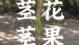 杨老师讲地理之茎花茎果