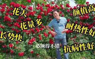 Download Video: 【天狼月季】近乎完美的藤本月季，正红色花墙持续到盛夏