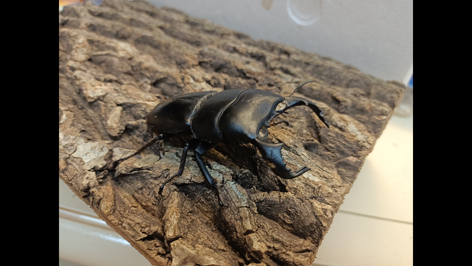 80mm牛头扁vs87.5mm苏拉威西巨扁三局胜负