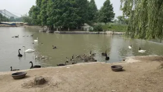 菁宝高淳水慢城踏春之旅 哔哩哔哩 Bilibili