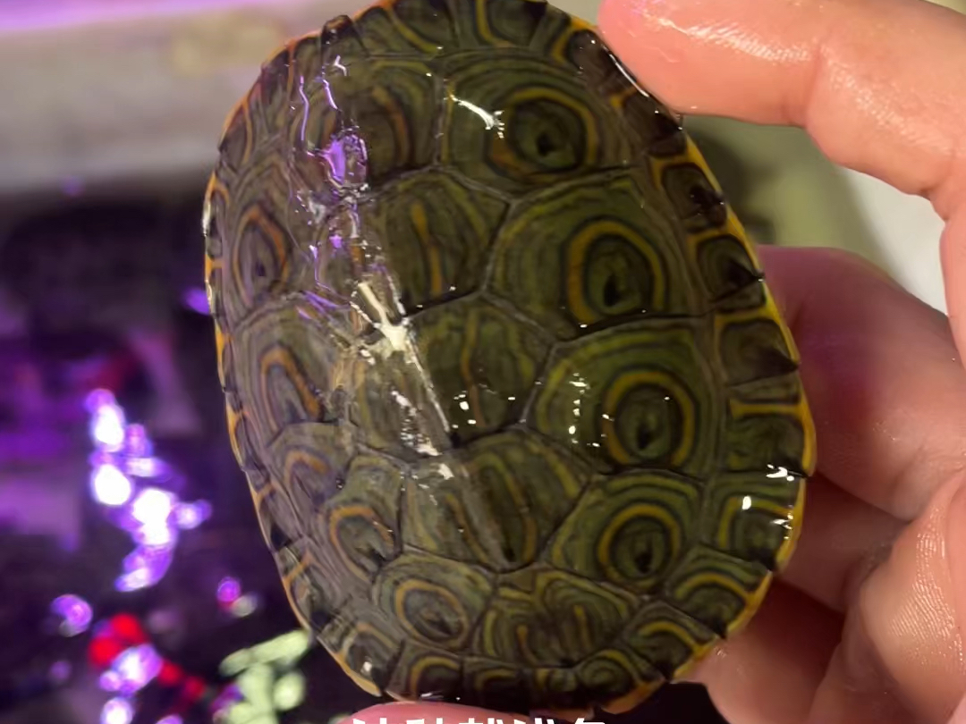 捡漏发色大河甜甜圈龟回去配巴西龟