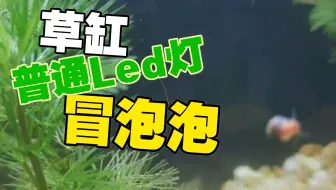 冒泡泡的水草 哔哩哔哩 Bilibili