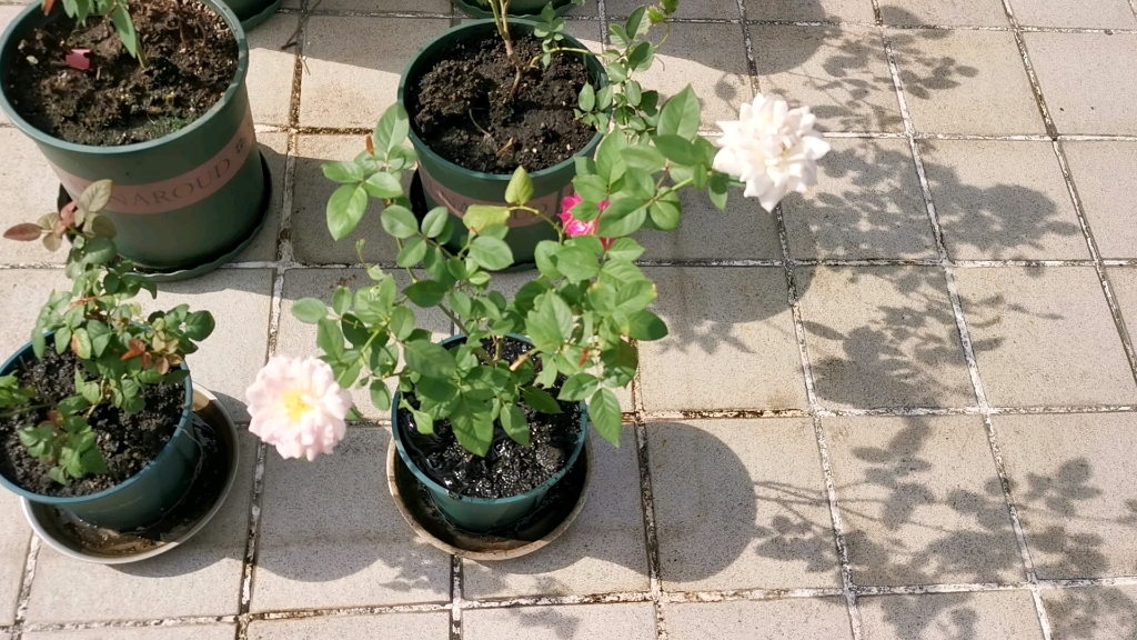 乐柏月季,初开粉色,后变白