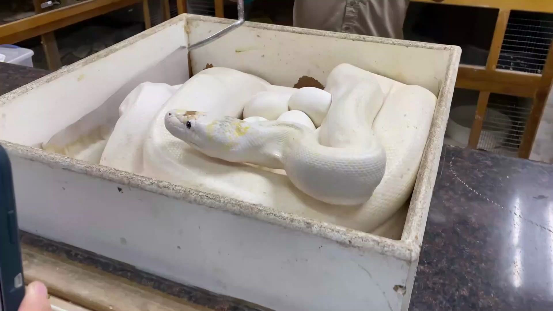 巨大蟒蛇白色图片