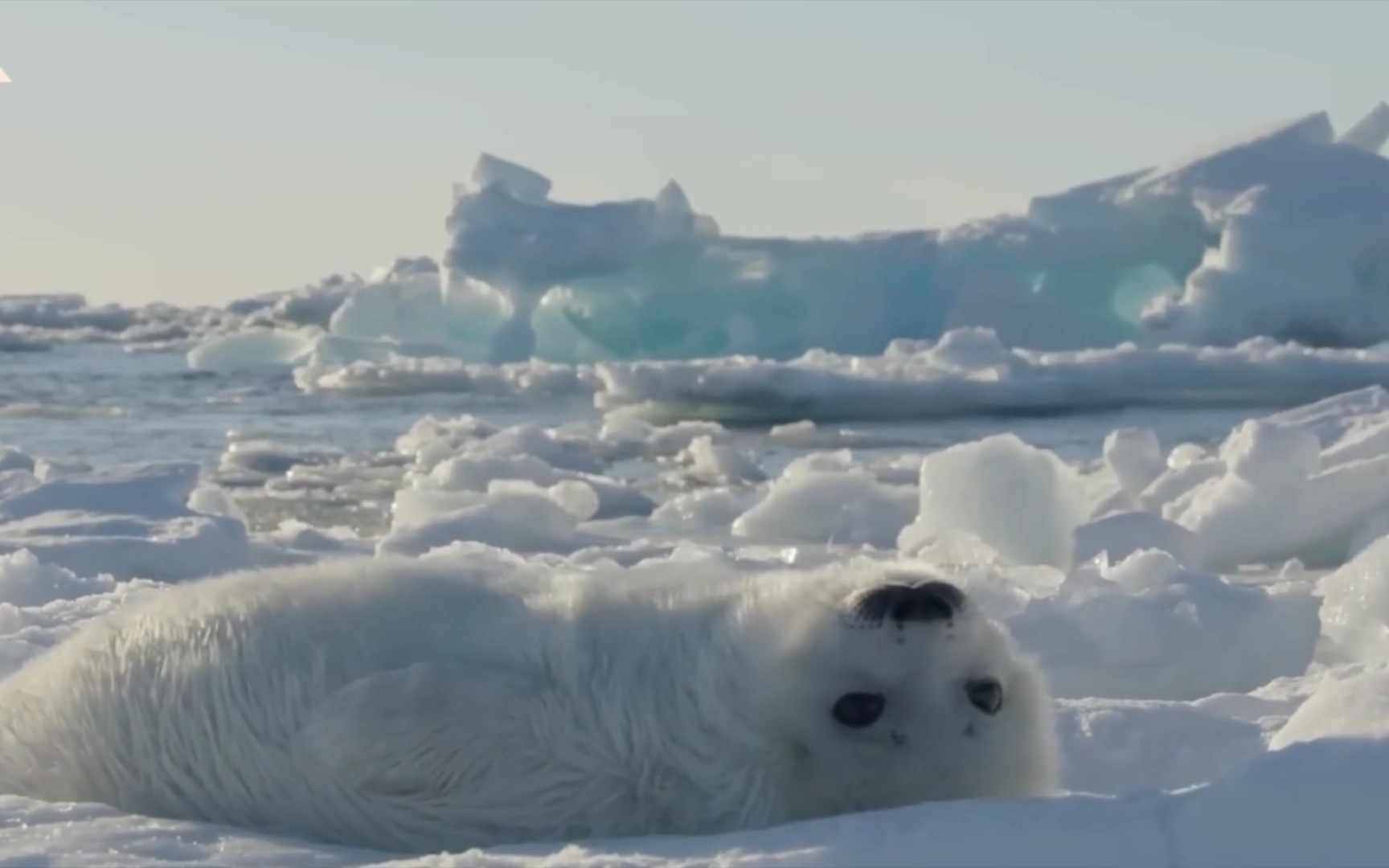 毛绒绒的小海豹(海豹真有毛!