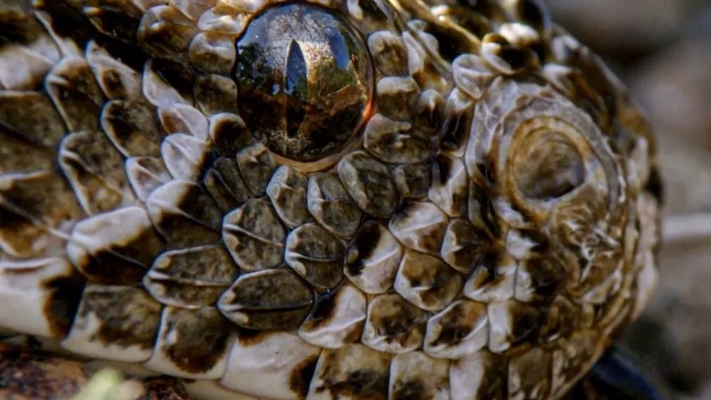 bbc地球:鼓腹巨蝰,用化学伪装瞒天过海的蛇类!